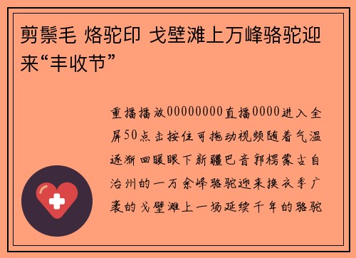 剪鬃毛 烙驼印 戈壁滩上万峰骆驼迎来“丰收节”